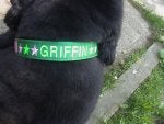 Dog collar Green Collar Canidae Fur