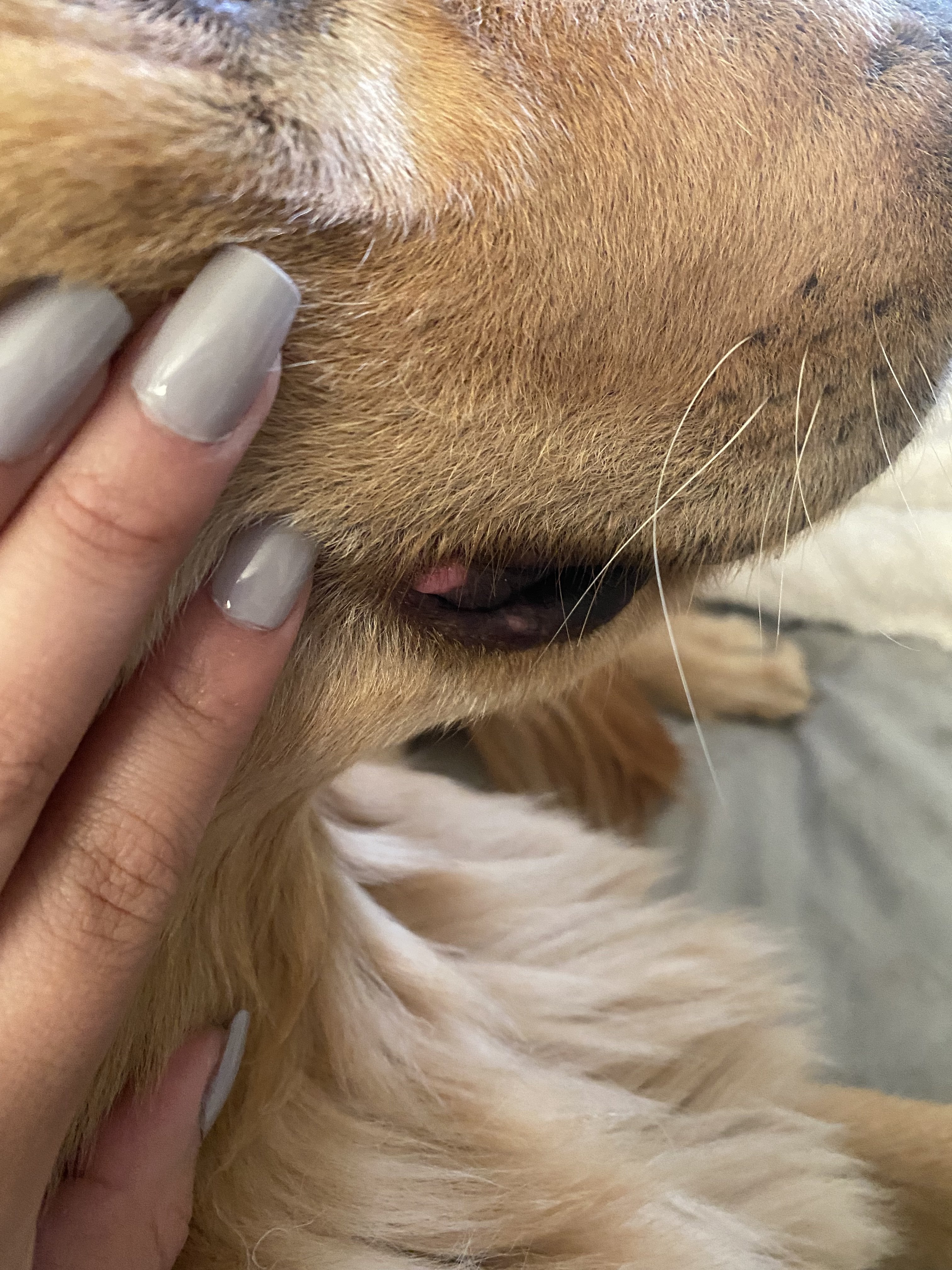 Red Spot On My Dogs Lip Golden Retriever Dog Forums