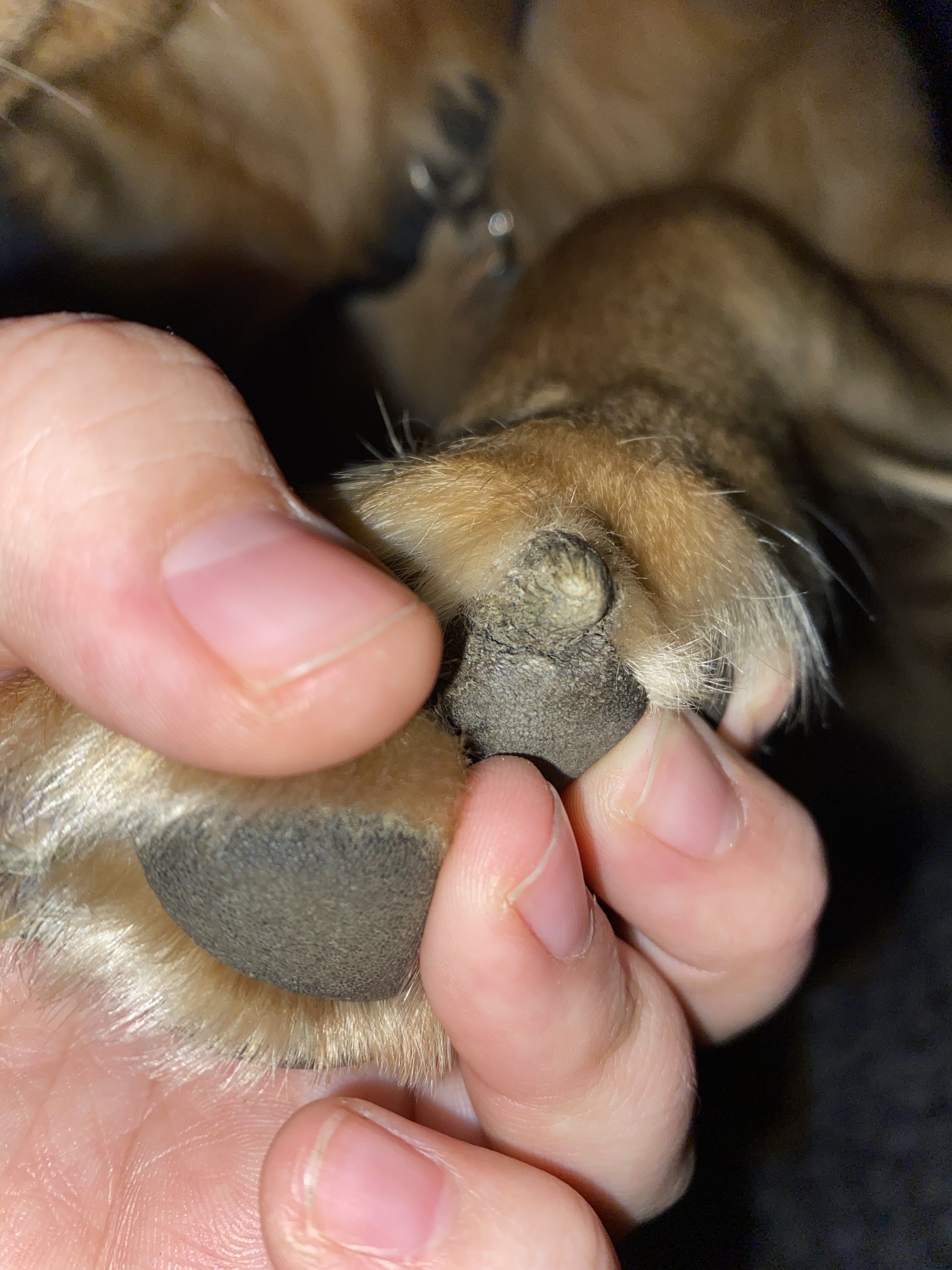 Growth in paw pad | Golden Retriever Dog Forums