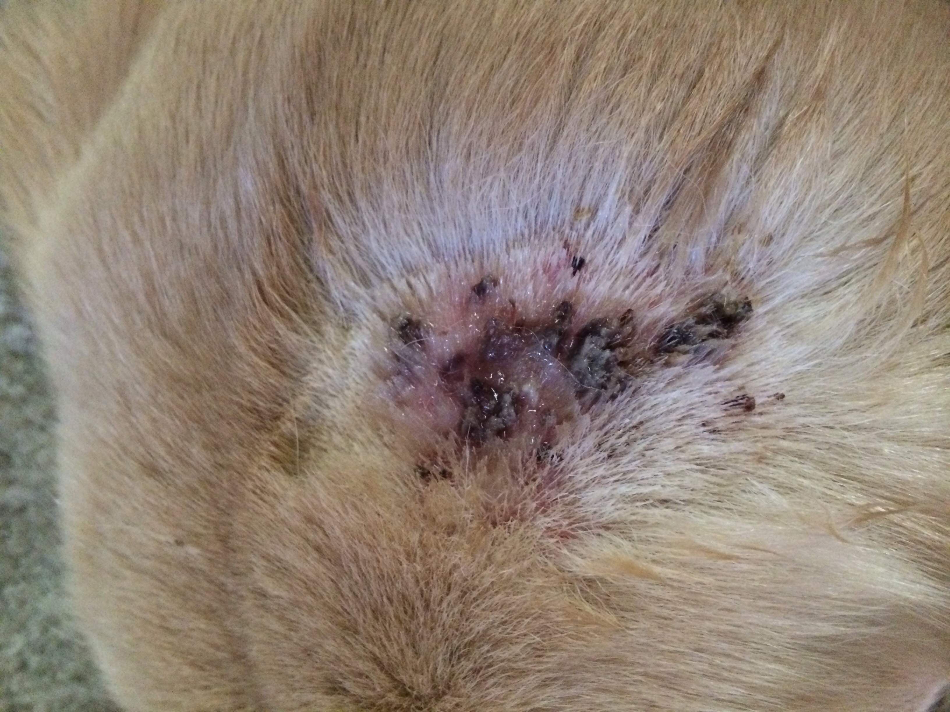 Scabs On Dogs Types And Common Causes Great Pet Care