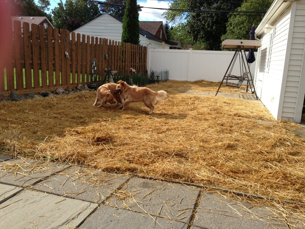 Anyone use straw on their lawns?