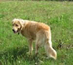 Dog Mammal Vertebrate Dog breed Canidae