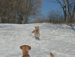 Dog Canidae Snow Dog breed Winter