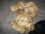 Daisy and puppies 003.jpg