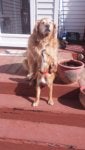 Dog Dog breed Canidae Mammal Golden retriever
