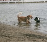 Dog Mammal Vertebrate Canidae Dog breed