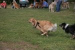 Mammal Vertebrate Dog Canidae Dog breed