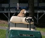 Grass Vehicle Sporting Group Golf cart Canidae