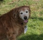 Dog Mammal Vertebrate Dog breed Canidae