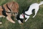 Dog Vertebrate Canidae Mammal Dog breed
