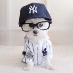 Glasses Dog clothes Male Canidae Suit