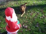 Dog Canidae Dog clothes Dog breed Lawn ornament