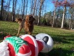 Dog Canidae Dog breed Carnivore Companion dog
