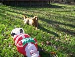 Dog Canidae Grass Leaf Companion dog
