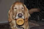 Dog Dog breed Canidae Mammal Golden retriever