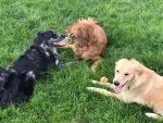 3dogs.jpg