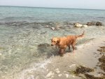 Dog Canidae Beach Golden retriever Sea