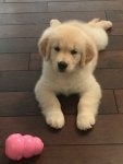 harper 6.jpg