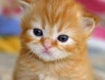 kitty#2.jpg