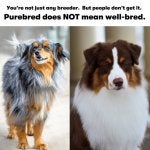 wellbred.jpg
