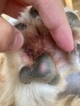 Redness between paws with black splotches Golden Retriever Dog Forums